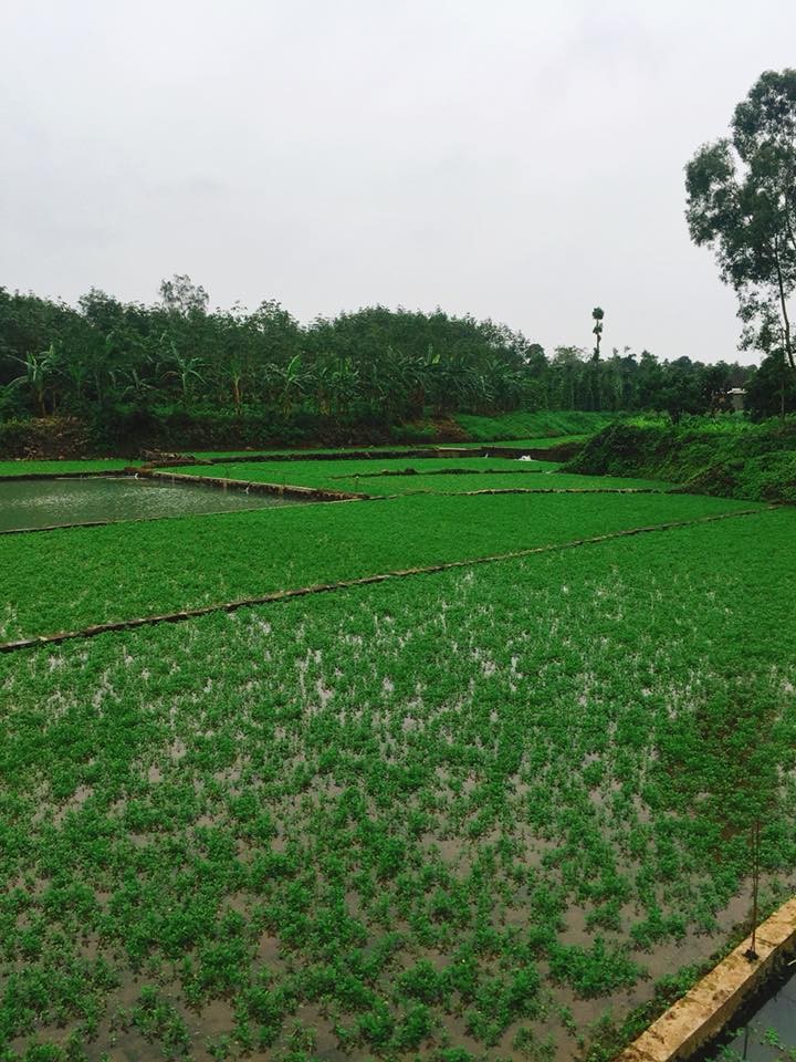 Vuon rau dac san cho thu nhap tram trieu o Quang Tri-Hinh-7