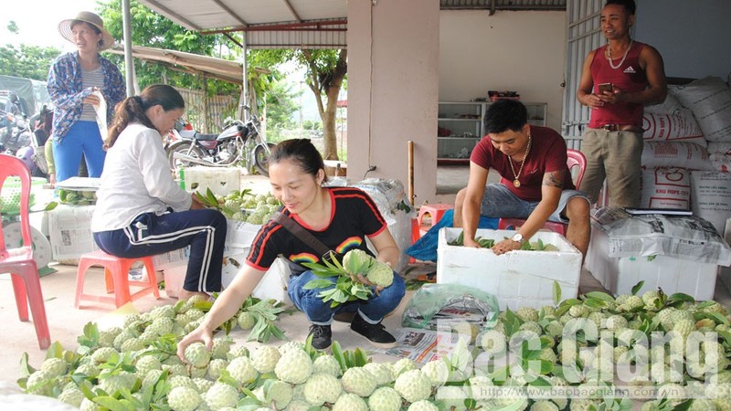 Anh: Muot mat vuon na o Bac Giang vao mua thu hoach-Hinh-2