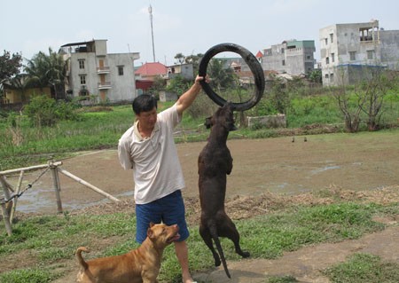 Bo tien san thu du lam thu cung, coi chung hiem hoa bua vay-Hinh-14