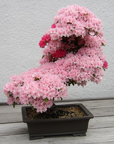 Ngam bonsai hoa mini trang tri phong lam viec sieu dep-Hinh-10