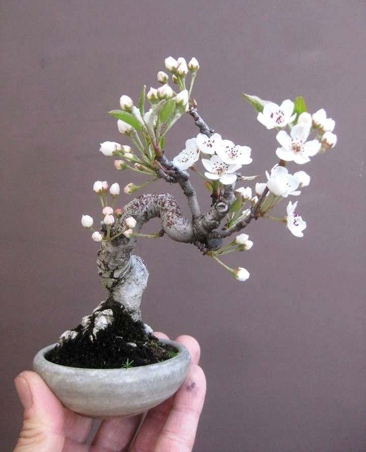 Ngam bonsai hoa mini trang tri phong lam viec sieu dep-Hinh-2