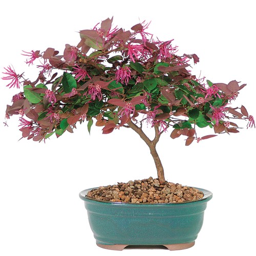 Ngam bonsai hoa mini trang tri phong lam viec sieu dep-Hinh-4