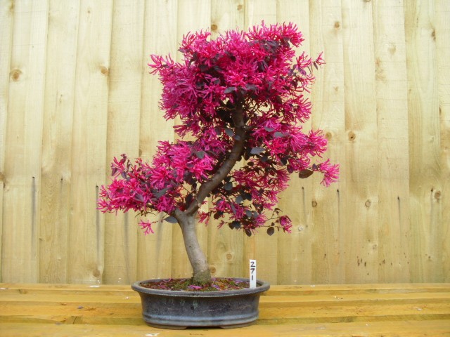 Ngam bonsai hoa mini trang tri phong lam viec sieu dep-Hinh-5