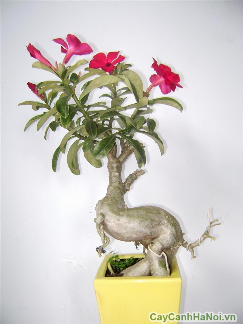 Ngam bonsai hoa mini trang tri phong lam viec sieu dep-Hinh-6