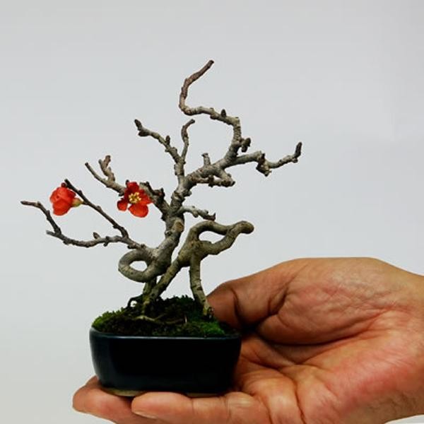 Ngam bonsai hoa mini trang tri phong lam viec sieu dep-Hinh-7