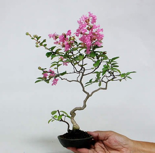 Ngam bonsai hoa mini trang tri phong lam viec sieu dep-Hinh-9