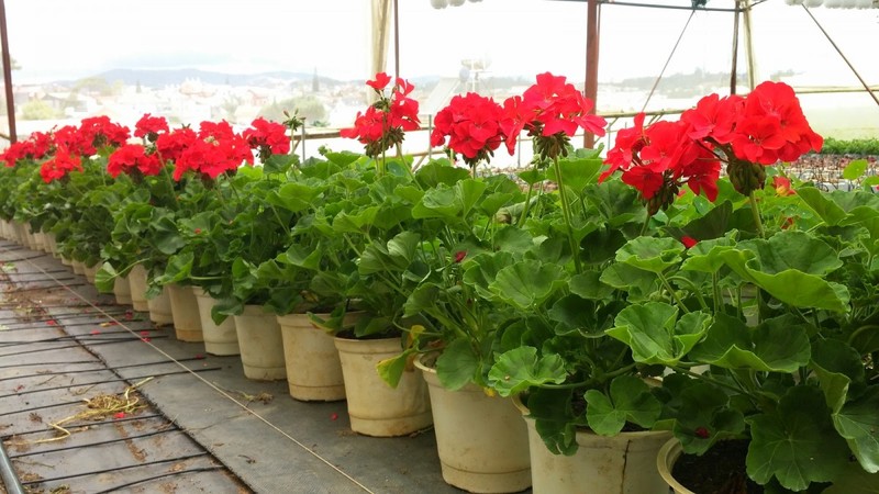 Nhung loai hoa ban cong chiu ret thich hop trong mua dong-Hinh-8