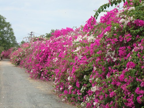 Nhung mau hang rao hoa dep say long nguoi-Hinh-3