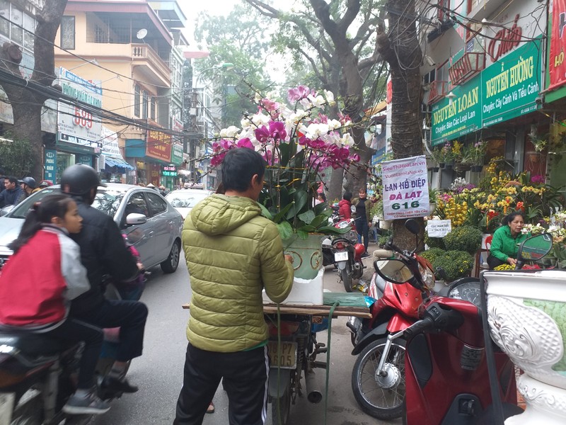 Cay canh ngap tran pho, nguoi dan Ha Noi nhon nhip mua choi Tet-Hinh-10