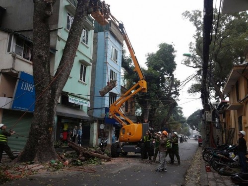 Can canh xe cat tia cay gia “soc” o Ha Noi-Hinh-10