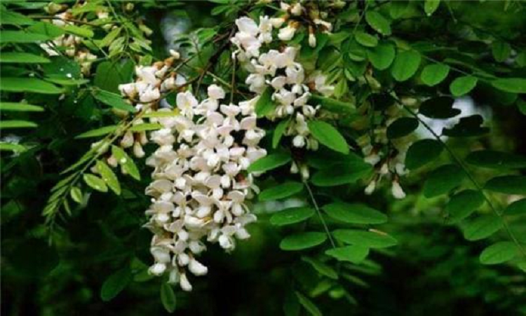 Nguoi ngheo khong chat ba loai cay, con chau doi doi huong phuc-Hinh-3