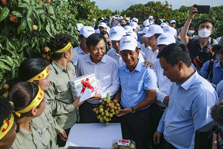 Hai Duong mo vuon vai, khai vu xuat ban 60 nghin tan dac san-Hinh-2