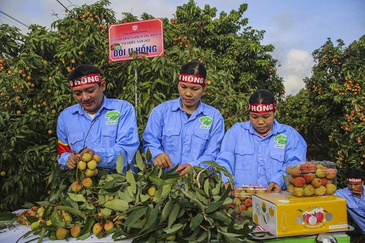 Hai Duong mo vuon vai, khai vu xuat ban 60 nghin tan dac san-Hinh-3