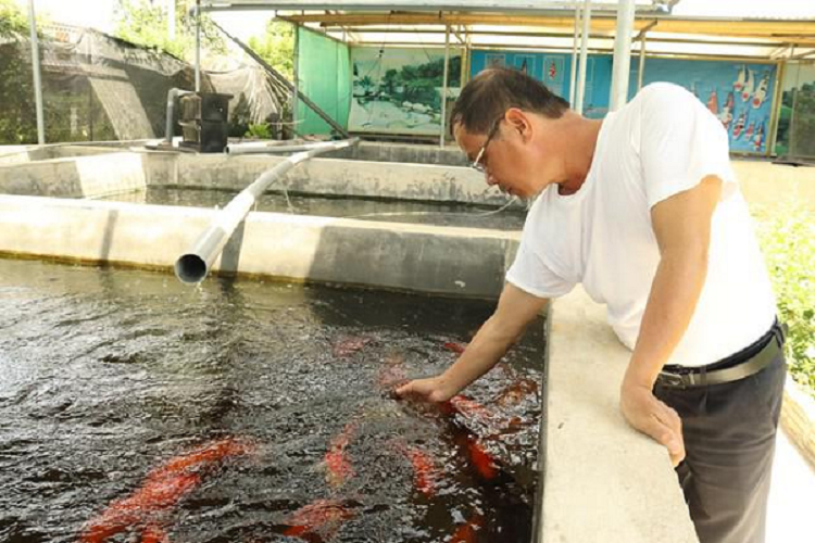 Hiệu quả từ mô hình nuôi cá Koi ở Thụy Liên Thái Thụy  Đài Phát Thanh và  Truyền Hình Thái Bình