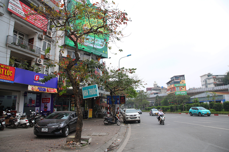 Muon kieu 'buc tu' cay xanh o Ha Noi-Hinh-2