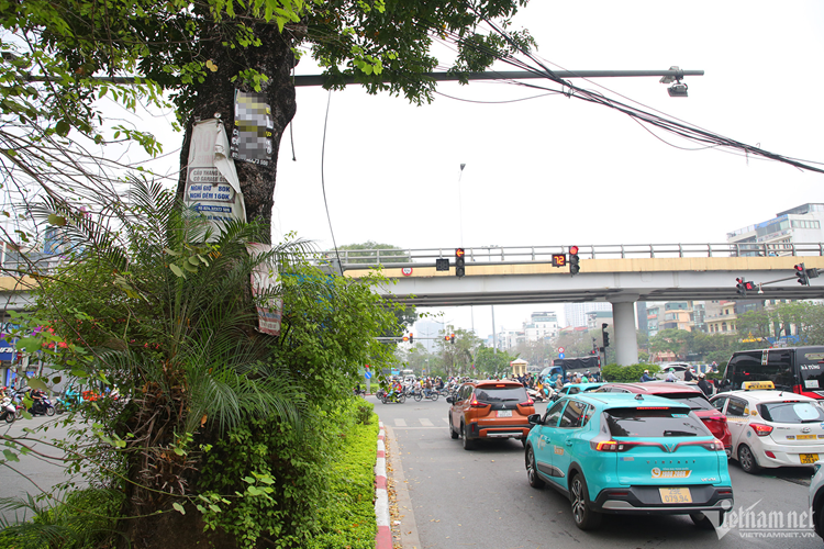 Muon kieu 'buc tu' cay xanh o Ha Noi-Hinh-5