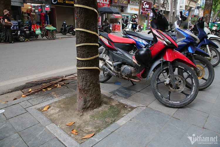 Muon kieu 'buc tu' cay xanh o Ha Noi-Hinh-8