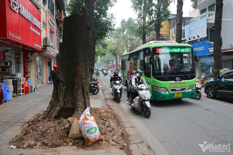 Muon kieu 'buc tu' cay xanh o Ha Noi