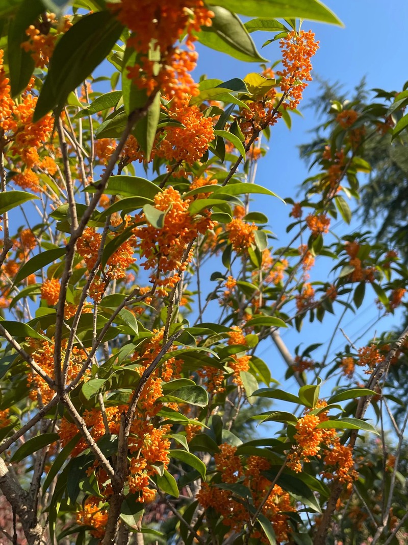 6 cay canh sinh tien trong trong san, tai loc nuom nuop keo den-Hinh-14