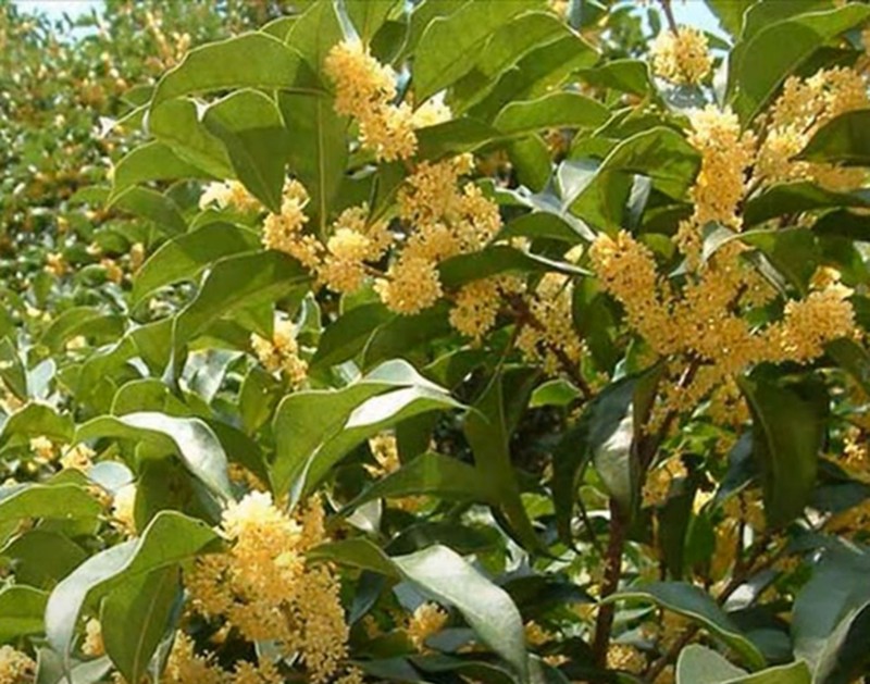 6 cay canh sinh tien trong trong san, tai loc nuom nuop keo den-Hinh-15