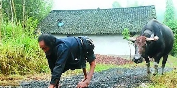 Bí ẩn 'lời nguyền' ở 'làng bò', không ai đi được bằng 2 chân - Hình 5 Bi an 'loi nguyen' o 'lang bo', khong ai di duoc bang 2 chan-Hinh-5