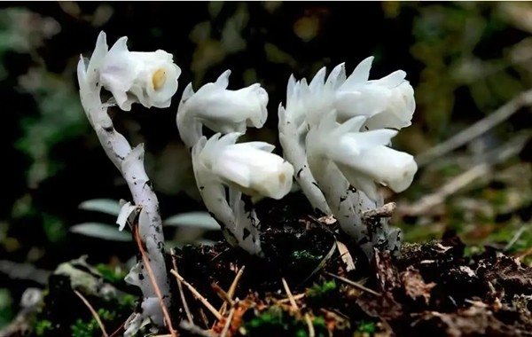 Loài hoa âm phủ đẹp ma mị, có tác dụng chữa bệnh cực quý - Hình 10 Loai hoa am phu dep ma mi, co tac dung chua benh cuc quy-Hinh-10