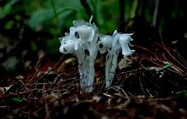 Loài hoa âm phủ đẹp ma mị, có tác dụng chữa bệnh cực quý - Hình 11 Loai hoa am phu dep ma mi, co tac dung chua benh cuc quy-Hinh-11