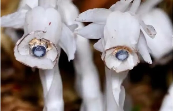 Loài hoa âm phủ đẹp ma mị, có tác dụng chữa bệnh cực quý - Hình 4 Loai hoa am phu dep ma mi, co tac dung chua benh cuc quy-Hinh-4
