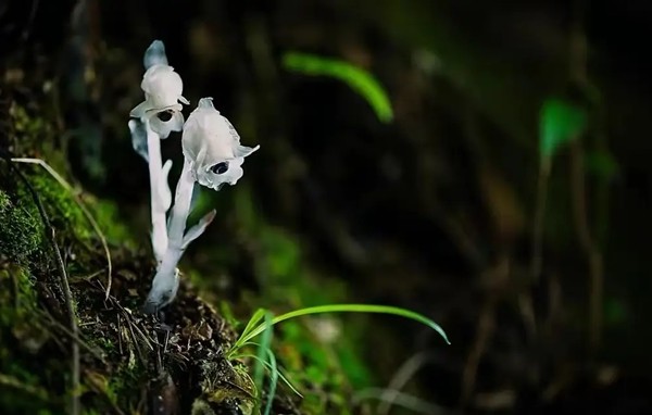 Loài hoa âm phủ đẹp ma mị, có tác dụng chữa bệnh cực quý - Hình 9 Loai hoa am phu dep ma mi, co tac dung chua benh cuc quy-Hinh-9