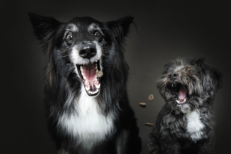 Đừng bỏ lỡ những bức ảnh chó vui nhộn đáng yêu của chúng tôi, mỗi bức ảnh đều tạo ra tiếng cười và niềm vui cho bạn. Hãy ghé thăm trang web của chúng tôi để xem những chú chó đáng yêu và hài hước nhất, đảm bảo bạn sẽ không thể nhịn được cười.