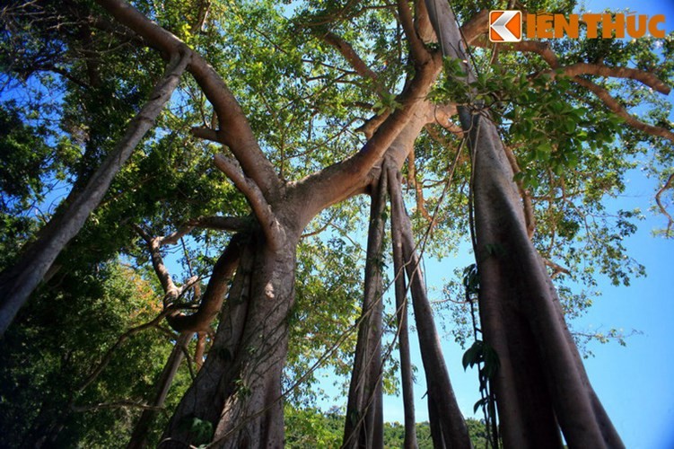 Cay co thu Cu Lao Cham duoc vinh danh cay di san VN