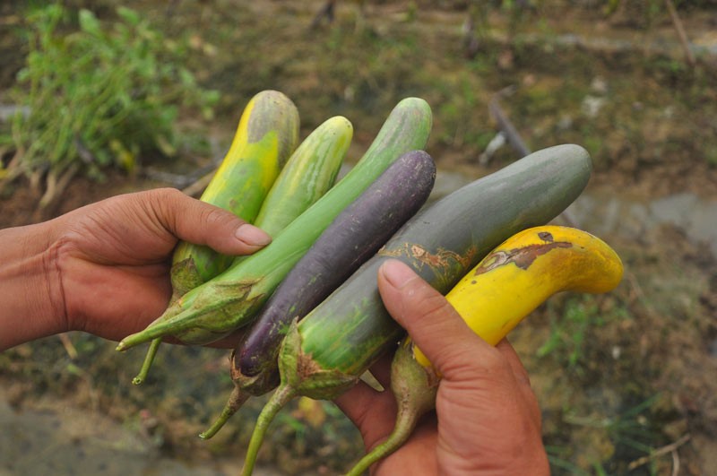 Can canh giong ca “ngu sac” pha hoai nui tien-Hinh-11