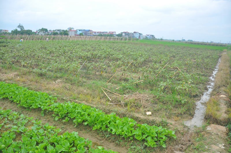 Can canh giong ca “ngu sac” pha hoai nui tien-Hinh-2