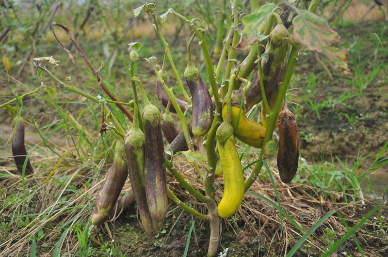 Can canh giong ca “ngu sac” pha hoai nui tien-Hinh-6