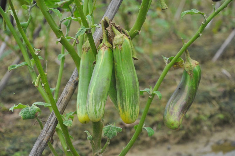 Can canh giong ca “ngu sac” pha hoai nui tien-Hinh-8