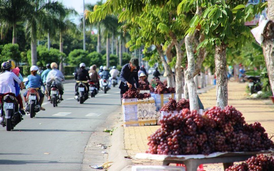 Nho My gia beo 25.000 dong/kg ban ngap mien Tay-Hinh-2