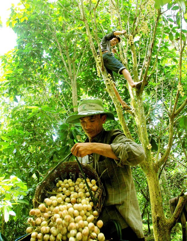 Da mat ngam dac san dau Ha Chau chin vang-Hinh-5