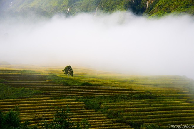 Ngam cung duong Sa Pa - Y Ty dep ruc ro mua lua chin-Hinh-5