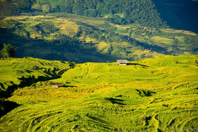 Ngam cung duong Sa Pa - Y Ty dep ruc ro mua lua chin-Hinh-8