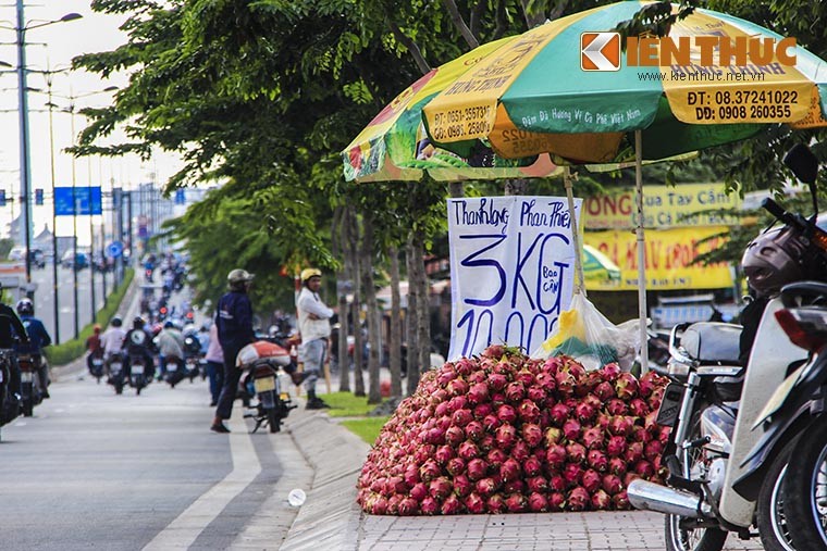 Ao at ban thao thanh long gia re giat minh 2.000 dong/kg-Hinh-7