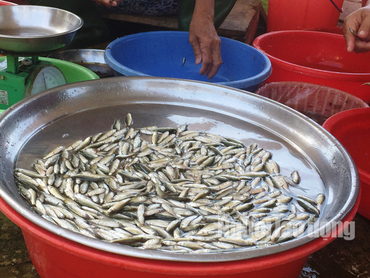 Thuc tu 2 gio sang di “san” san vat mua nuoc noi