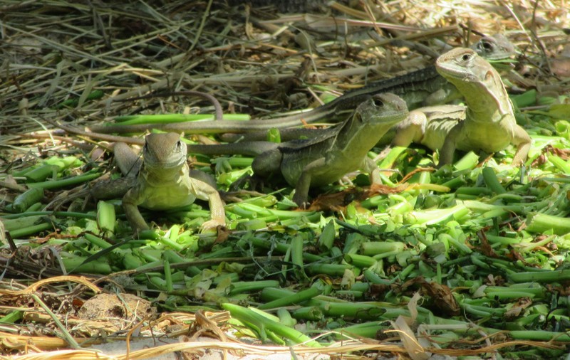 Ve “thu phu” dong giua mien cat trang Ninh Thuan-Hinh-4