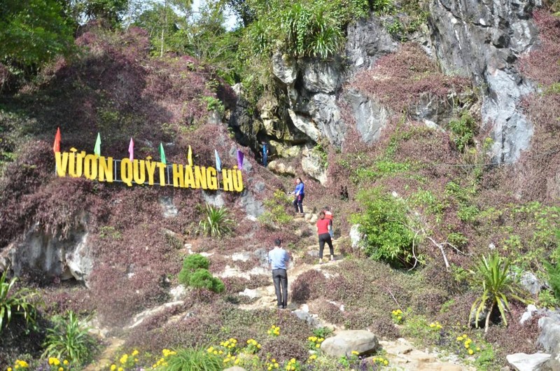 Vuon quyt trong lan da quy hiem, co mot khong hai tai Viet Nam-Hinh-2