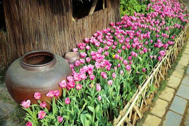 Nguoi dan do xo di ngam canh dong hoa tulip Ha Lan tai Ha Noi-Hinh-6