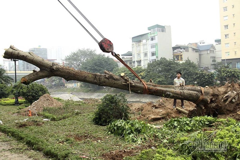 Tai sao Ha Noi 