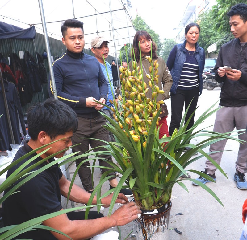 Anh: Tap nap cho hoa Tet Van Phuc-Hinh-2