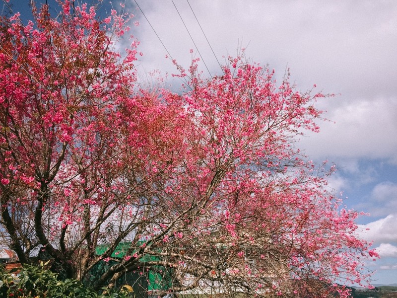 Den Da Lat nhung ngay nay, mai anh dao da nhuom hong ca thanh pho-Hinh-2