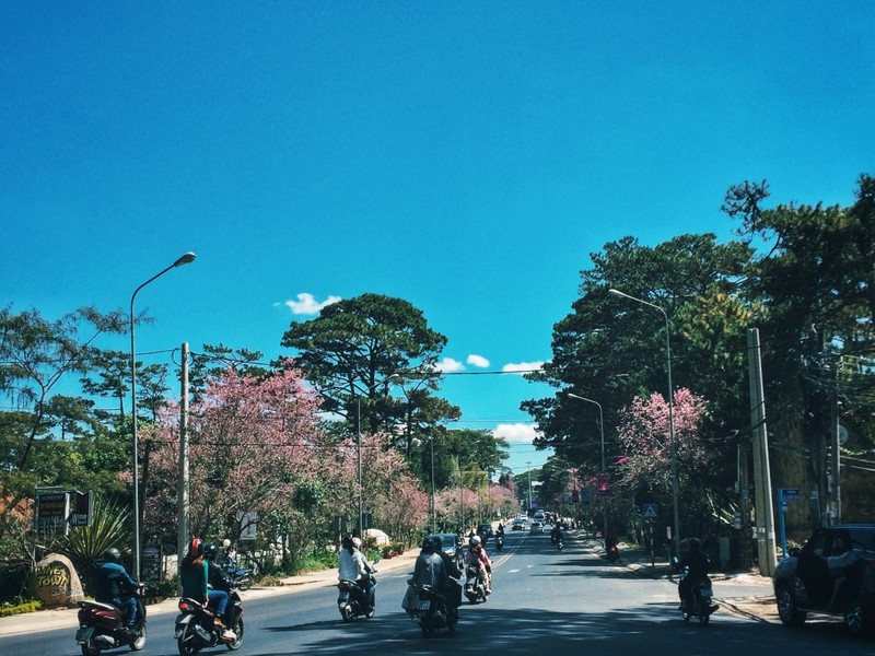 Den Da Lat nhung ngay nay, mai anh dao da nhuom hong ca thanh pho-Hinh-4