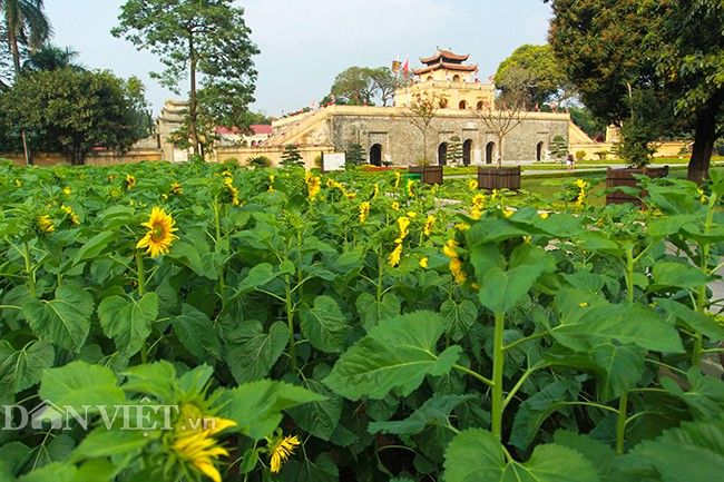 Thieu nu Ha thanh hao huc chup hoa huong duong o thanh Thang Long-Hinh-10