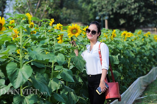 Thieu nu Ha thanh hao huc chup hoa huong duong o thanh Thang Long-Hinh-4